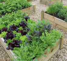 Povrće: kompatibilnost sa sadnju u vrtu