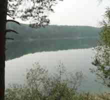 Lake slijep u crnogoričnim šumama