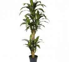 Palma yucca: uzgoj i održavanje. Ima briga palma yucca
