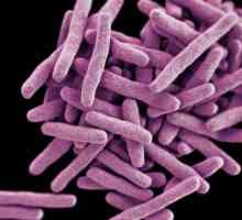 Bacillus tuberkuloze: koliko života, kao što je prijavljeno? Što je TB?