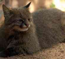 Pampasskaya cat: opis životinja. zanimljivih informacija