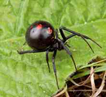 Pauk crna udovica - svjetski predator insekata