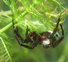 Spider-dragulj - vlasnik vazdušne komore