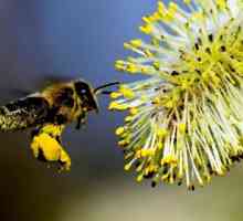 Bee obnozhka - čudo lijek