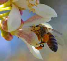 Pčelinji polen: koristi i štete od neobičnog proizvoda