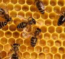 Bee Podmore: terapeutska svojstva i kontraindikacije. Koji tretira bee Podmore: recenzije nakon…