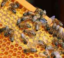 Pčelarstvo za početnike: Kako početi? tehnike pčelarstvo