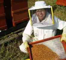 Pčele briga za pčele u zimskom periodu. Tehnologija njega pčele u zimskom i proljeće