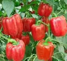 Slatka paprika: uzgoj i brigu od sjemena do ploda