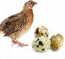 Prepelice jaja na prazan želudac: koristi i štete