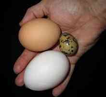 Prepelice jaja: korisna svojstva za žene i muškarce