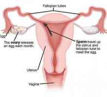 Podvezivanje jajovoda kod žena: implikacije. Ono što bi moglo biti posljedice podvezivanje jajovoda?