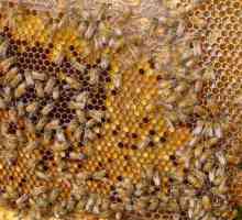 Ambrozija. Korisni svojstva pčelinjih proizvoda