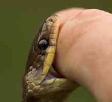Prva pomoć za ugriz zmije: pravo akciji