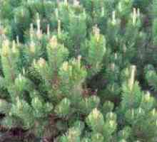 Pinus mugo - Mountain Pine: sadnju i njegu