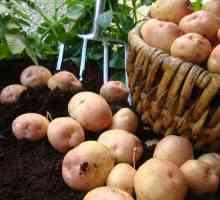 Krumpir nutritivnu vrijednost običnih