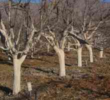 Krečenje stabala u proljeće: sastav whitewash
