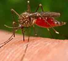 Zašto svrbi ujeda komaraca i kako riješi to