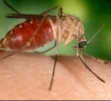 Zašto ujeda komaraca svrbi?