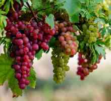 Zašto suho lišće vinove loze? Mrlje na listovima vinove loze
