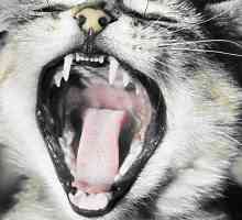 Zašto miris mačka iz usta: uzrok i rješenje problema
