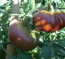 Umjetno paradajz kvasac - preporuke