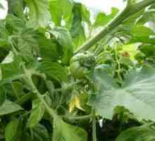 Hranjenje paradajz u stakleniku: Preporuke
