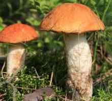 Aspen i druge pržene jela s gljivama