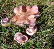 Podtopolniki (gljive): recept za kiseljenje za zimu