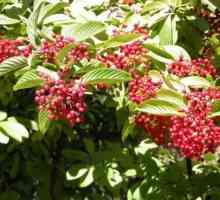 Korisni bobica crvene Viburnum. Ljekovita svojstva i kontraindikacije