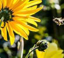 Korisne insekte. Bubamara, buba, pčela, Lacewing. Defenders vrt i povrtnjak