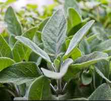 Korisni svojstva i primjena Salvia officinalis