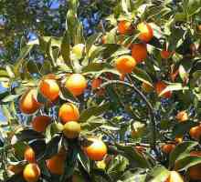 Korisni svojstva Kumquat: svestrani voće
