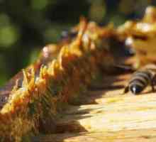 Korisni svojstva propolisa - milosti za ljudski organizam