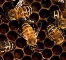 Korisni svojstva zabrus pčela