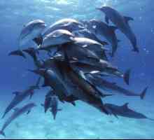 Genitalije Dolphins: opis