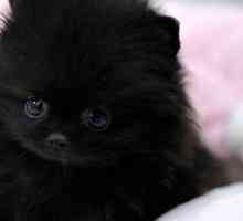 Black Pomeranian Spitz. Njemački špic, Black