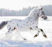 Appaloosa Breed (konja): opis, karakteristike, briga, porijeklo priče i recenzije
