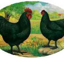 Uzgajati kokoši Australorp: opis i slike. Mesa i jaja rasa pilića