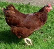Breed rodonit - kokoš proizvodnja jaja sa visokim