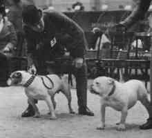 Pasa American Bulldog: opis i karakteristike, štenci, Price, Photo