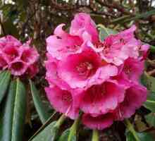 Sadnja i briga za rododendrona u proljeće