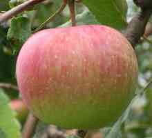 Sadnja stabala jabuke u jesen u predgrađima. Patuljak stabala jabuke za pašnjacima razred