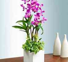 Prekrasna orhideja Dendrobium. Zanima me kod kuće