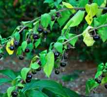 Korištenje Belladonna. Trava, voće, cvijeće Belladonna u tradicionalnoj i narodnoj medicini