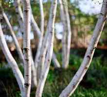 Korištenje breze katrana u medicini, a ne samo