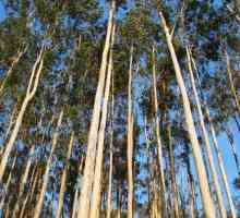 Korištenje eukaliptusa: žila kucavica stotina metara stablo