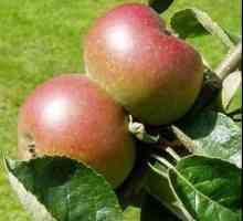 Kalemljenje jabuka u jesen: zašto i kako se to radi