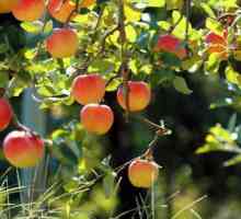 Presađivanje jabuka u ručki avgustu i druge metode