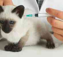 Vakcinacija mačića: brzo činjenice